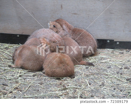 Ogro草原土撥鼠 Ogro草原土撥鼠 72389179