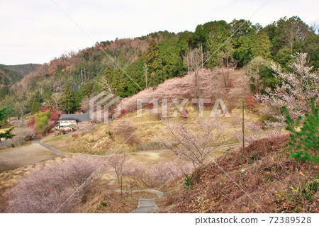 大原Shikizakura 72389528