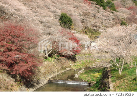 Kawami Shikisakura 1 Kawami Shikisakura 1 72389529