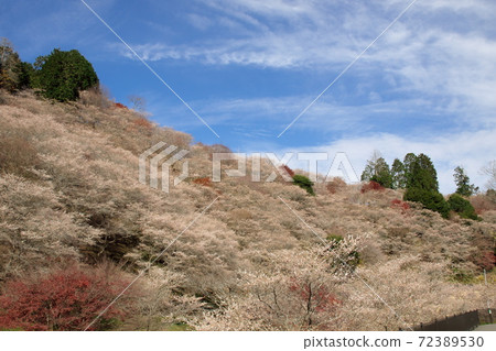 Kawami Shikizakura 2 Kawami Shikizakura 2 72389530