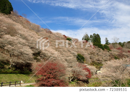 Kawami Shikisakura 3 72389531