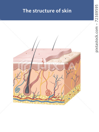 Skin cross section anatomy Skin cross section anatomy 72389595
