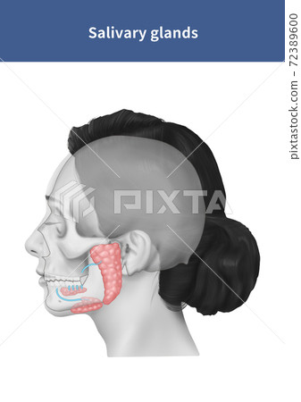 Salivary glands salivary glands anatomy 72389600