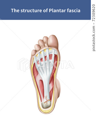 足底筋膜解剖 足底筋膜解剖 72389620