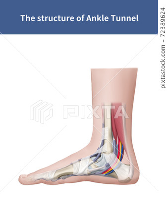 Ankle tunnel anatomy Ankle tunnel anatomy 72389624