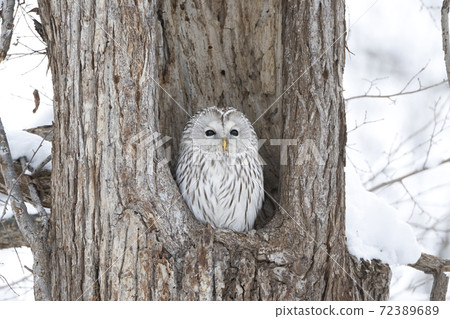 Ezo owl in the water 72389689