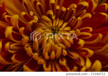 Orange-red garden buds of beautiful Asters. Macro photography of flowers Orange-red garden buds of beautiful Asters. Macro photography of flowers 72389712