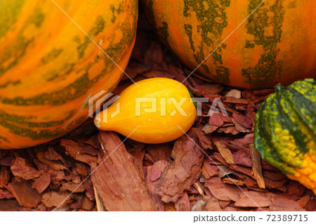 Diverse assortment of pumpkins . Autumn harvest. Diverse assortment of pumpkins . Autumn harvest. 72389715