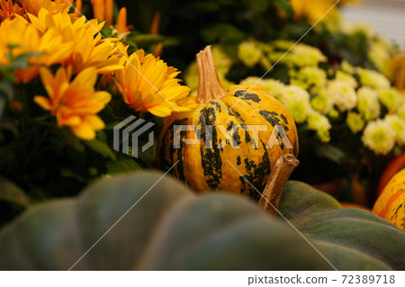 Diverse assortment of pumpkins . Autumn harvest. 72389718