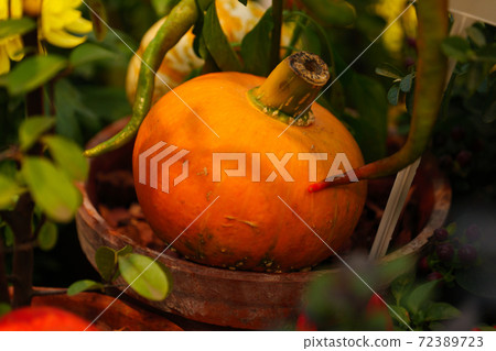 Diverse assortment of pumpkins . Autumn harvest. Diverse assortment of pumpkins . Autumn harvest. 72389723