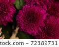Flowers Astra close-up 72389731