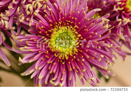 Pink-green garden buds of beautiful Asters. Macro photography of flowers Pink-green garden buds of beautiful Asters. Macro photography of flowers 72389735