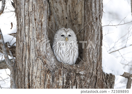 Serious face elephant owl 72389893