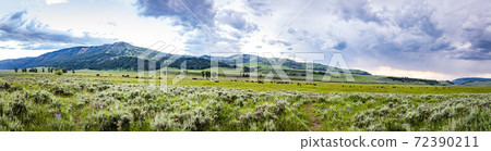 Bison in Yellowstone 72390211