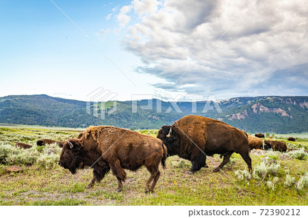 Bison in Yellowstone 72390212