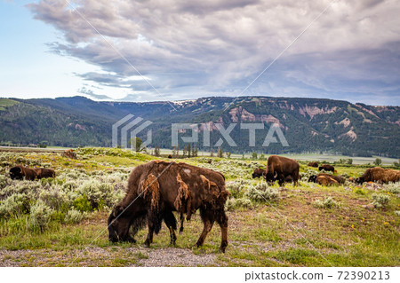 Bison in Yellowstone 72390213