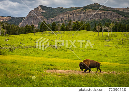 Bison in Yellowstone 72390218