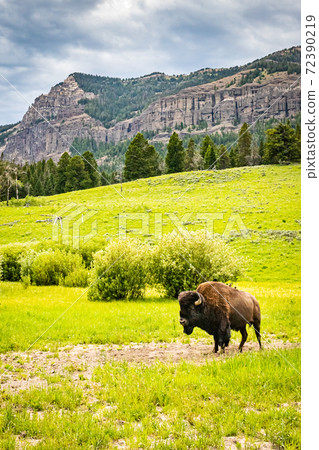 Bison in Yellowstone 72390219