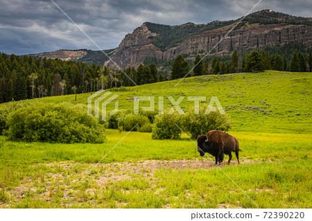 Bison in Yellowstone 72390220