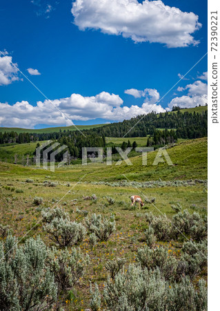 Pronghorn in Yellowstone 72390221