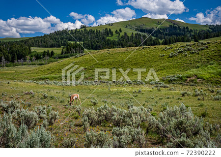 Pronghorn in Yellowstone 72390222