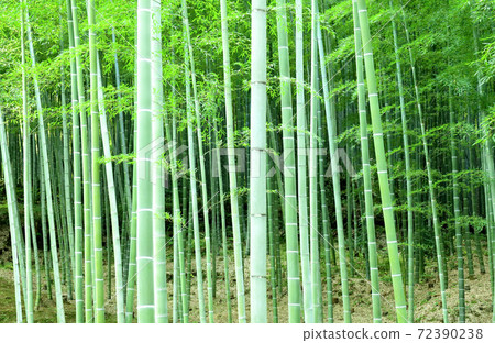 小直徑的竹子(京都,嵐山) 小直徑的竹子(京都,嵐山) 72390238
