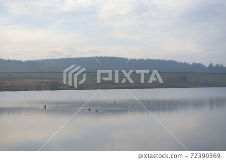 Tranquil scene of ducks floating on a reservoir. People in background 72390369