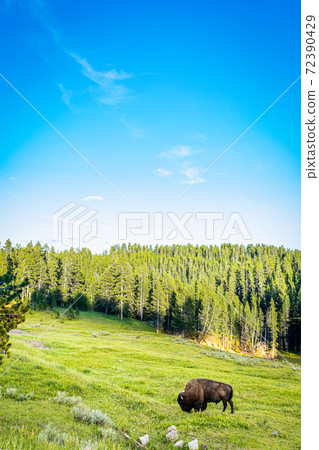 Bison at Yellowstone 72390429