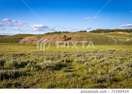Bison at Yellowstone 72390434