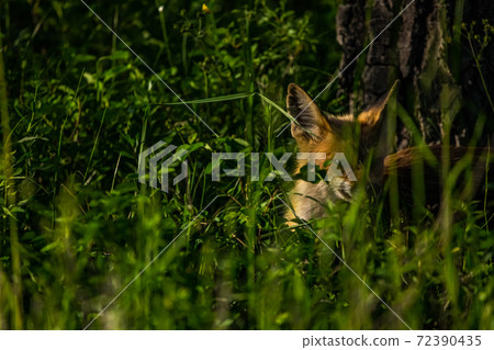 Red Fox in Yellowstone 72390435