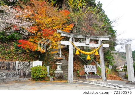 愛知縣豐田市小原市的天鵝神社鳥居，秋葉和四個季節的櫻花 72390576
