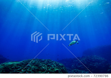 Meet sea turtles on the ocean floor of Okinawa Meet sea turtles on the ocean floor of Okinawa 72390786