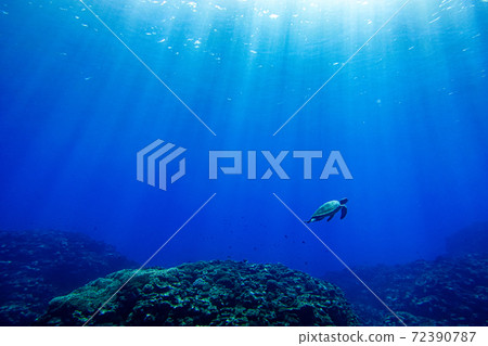 Meet sea turtles on the ocean floor of Okinawa Meet sea turtles on the ocean floor of Okinawa 72390787