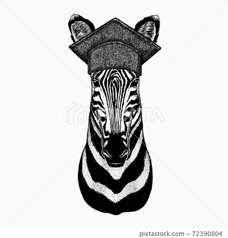 Zebra vector portrait. Square academic cap, graduate cap, cap, mortarboard. Head of african wild animal zebra. Zebra vector portrait. Square academic cap, graduate cap, cap, mortarboard. Head of african wild animal zebra. 72390804
