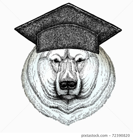 Polar bear head. Square academic cap, graduate cap, cap, mortarboard. Vector animal portrait. Polar bear head. Square academic cap, graduate cap, cap, mortarboard. Vector animal portrait. 72390820