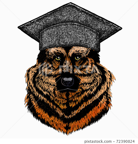 Shepherd Dog vector portrait. Square academic cap, graduate cap, cap, mortarboard. Dog head, face. Shepherd Dog vector portrait. Square academic cap, graduate cap, cap, mortarboard. Dog head, face. 72390824