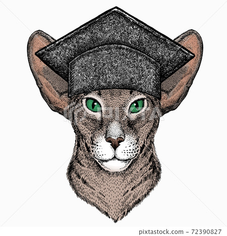Oriental cat. Square academic cap, graduate cap, cap, mortarboard. Oriental cat. Square academic cap, graduate cap, cap, mortarboard. 72390827