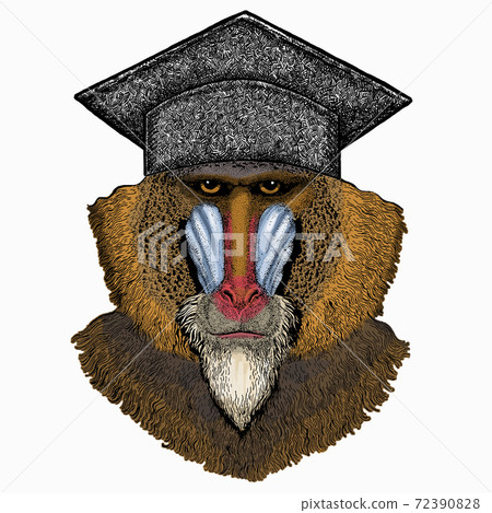 Baboon, monkey, ape. Square academic cap, graduate cap, cap, mortarboard. Vector portrait of wild animal. Baboon, monkey, ape. Square academic cap, graduate cap, cap, mortarboard. Vector portrait of wild animal. 72390828