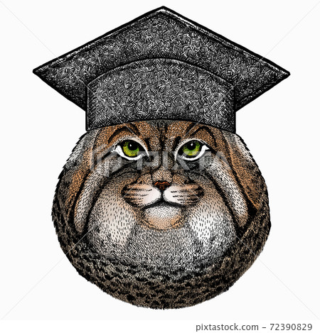 Pallass cat. Square academic cap, graduate cap, cap, mortarboard. Vector portrait, wild cat head, wild cat face. Pallass cat. Square academic cap, graduate cap, cap, mortarboard. Vector portrait, wild cat head, wild cat face. 72390829