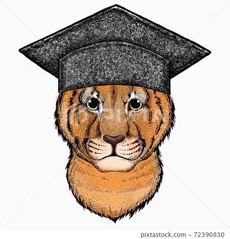 Vector portait of small baby lion head, face. Square academic cap, graduate cap, cap, mortarboard. Safari animal. Vector portait of small baby lion head, face. Square academic cap, graduate cap, cap, mortarboard. Safari animal. 72390830