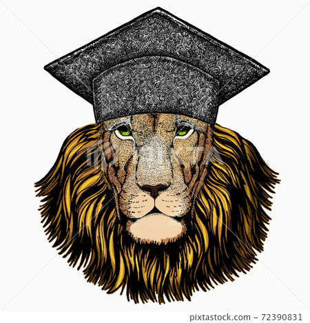 Lion. Portrait of wild lion. Square academic cap, graduate cap, cap, mortarboard. Safari animal head. Lion. Portrait of wild lion. Square academic cap, graduate cap, cap, mortarboard. Safari animal head. 72390831