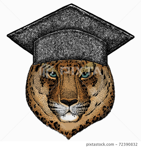 Leopard head. Wild cat. Square academic cap, graduate cap, cap, mortarboard. Animal for african safari logo emblem. Leopard head. Wild cat. Square academic cap, graduate cap, cap, mortarboard. Animal for african safari logo emblem. 72390832