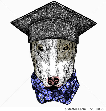 Dog portrait. Square academic cap, graduate cap, cap, mortarboard. Bullterrier portrait, bullterrier head, dog head Dog portrait. Square academic cap, graduate cap, cap, mortarboard. Bullterrier portrait, bullterrier head, dog head 72390838