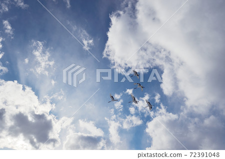 A flock of flying tongue butterflies (Hokkaido · Tsurui) A flock of flying tongue butterflies (Hokkaido · Tsurui) 72391048