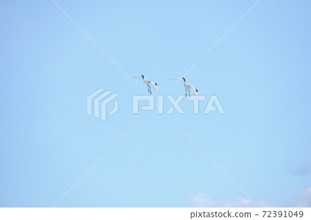 Two Japanese cranes flying in the blue sky (Tsurui, Hokkaido) 72391049