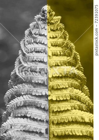 Close-up of fern leaf toned yellow and grey. 72391075