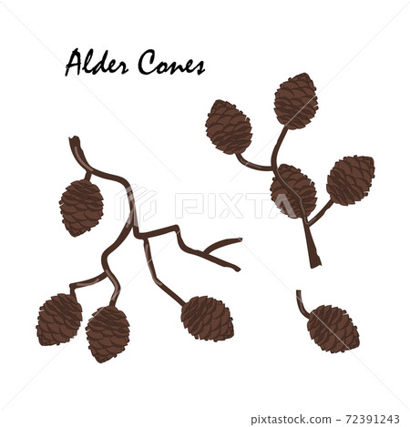 A branch of alder with cones isolated on white background. Vector illustration. Branch of Alnus glutinosa, the common alder A branch of alder with cones isolated on white background. Vector illustration. Branch of Alnus glutinosa, the common alder 72391243