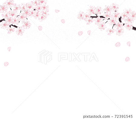 Cherry blossoms in full bloom Shinamizakura banner 72391545
