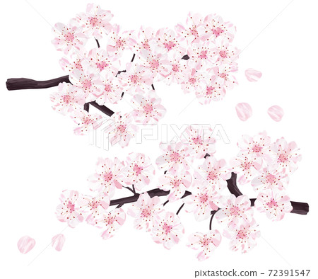 Cherry blossoms in full bloom 72391547