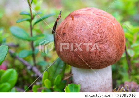 Leccinum aurantiacum mushroom, boletus. Edible mushroom growing in the forest 72392016